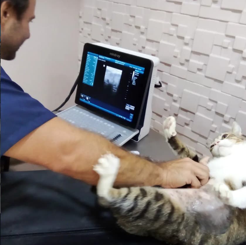Profissional da equipe realizando ultrassom em um gato